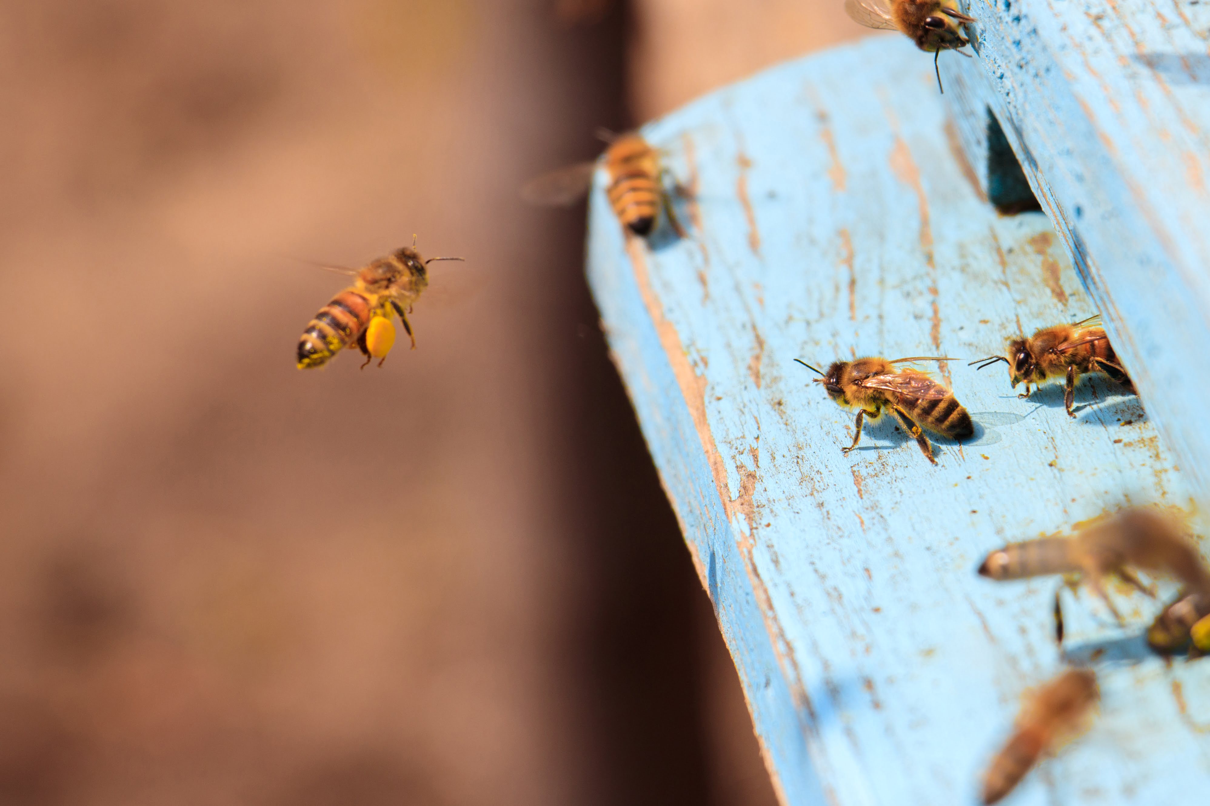 closeup-honeybees-flying-blue-pa.jpg