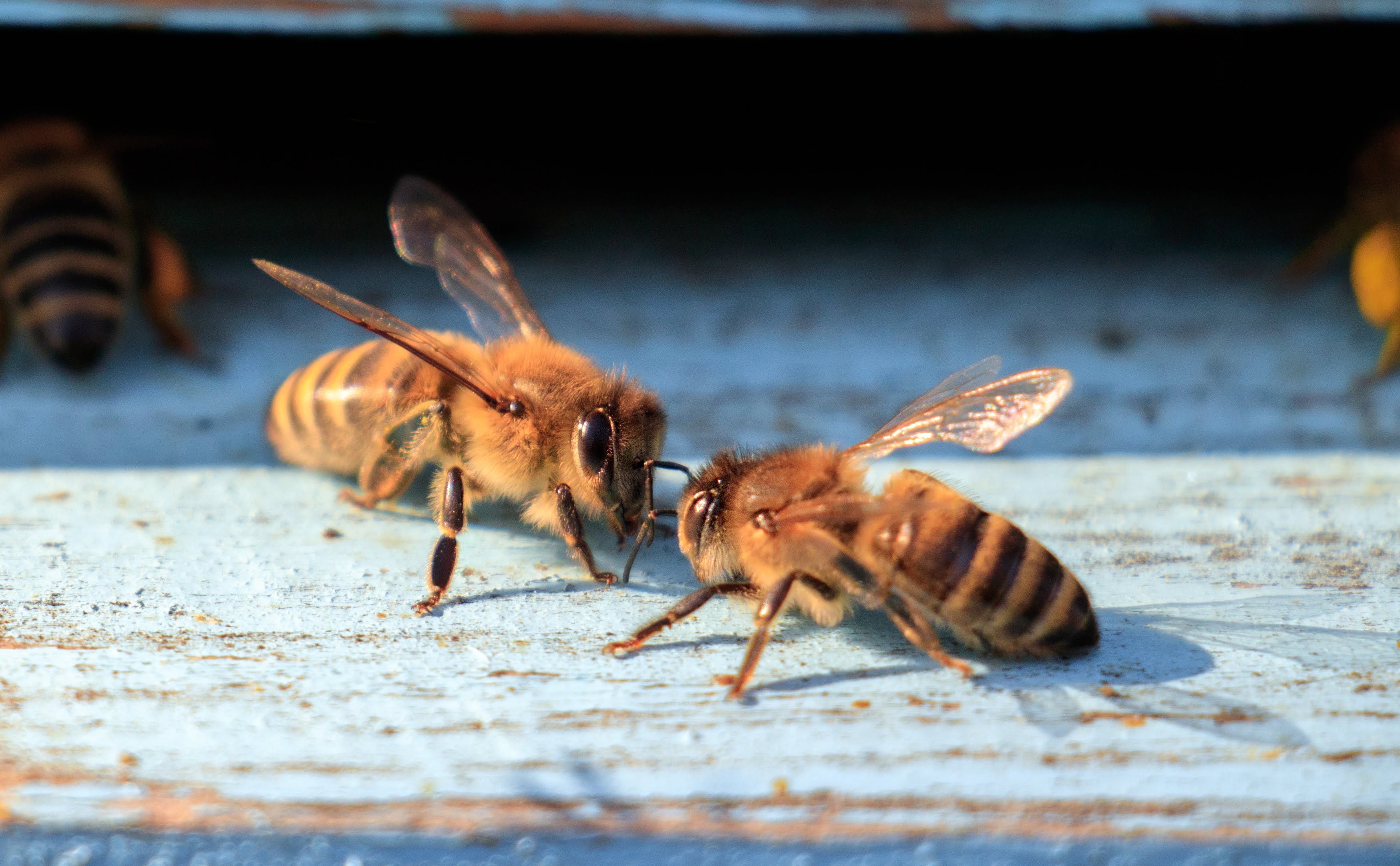 closeup-shot-bees-wood-surface-d.jpg